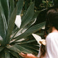 Woman standing in front of an agave plant with her hair tied in braids. She is wearing Goose Summer's Honey silk scrunchies, which are a soft buttery yellow hue. They are plant dyed with eucalyptus leaves. Goose Summer is a small, sustainable plant dyeing business making naturally dyed silk scrunchies and other accessories in Los Angeles. 
