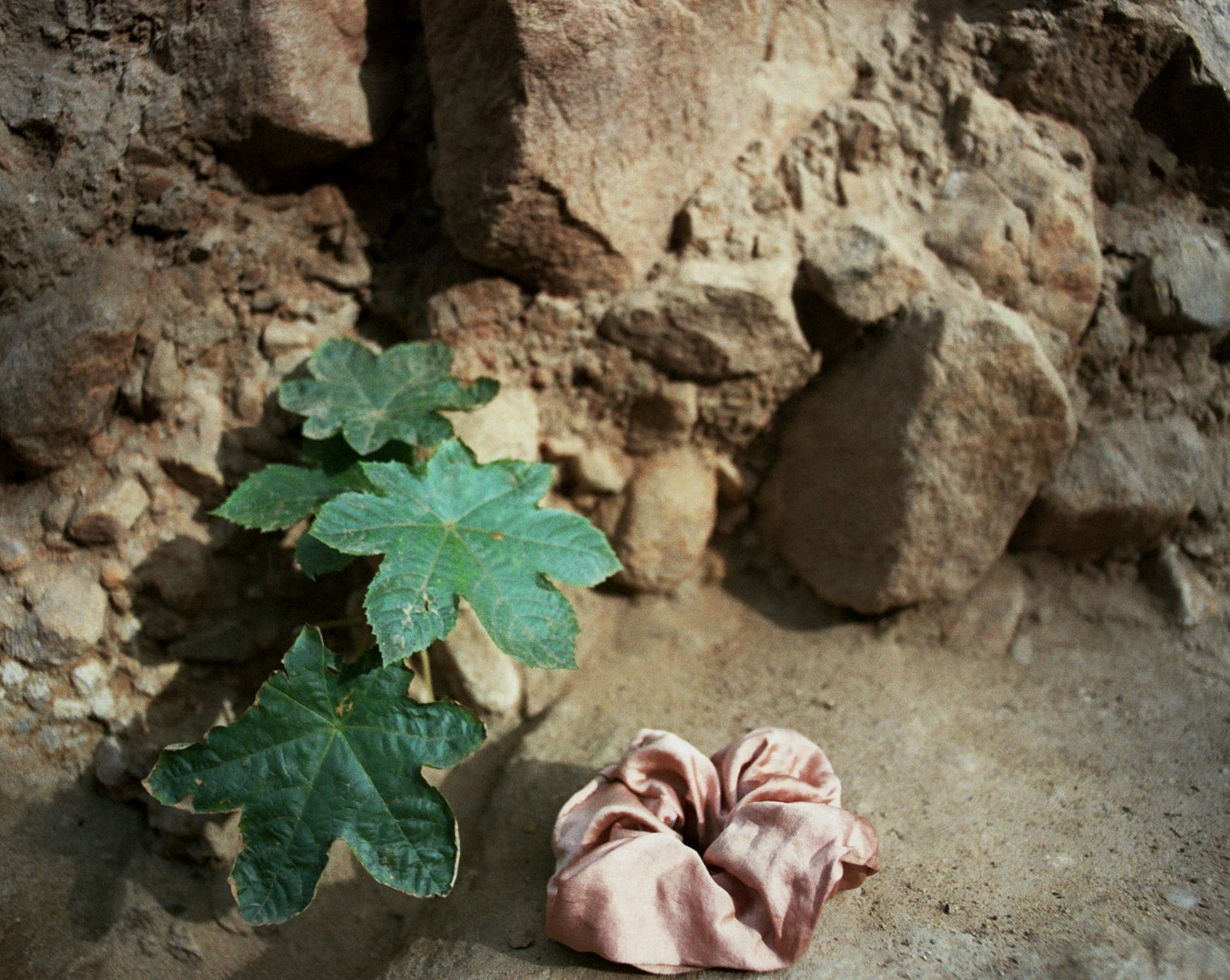 Goose Summer Apricot Scrunchie is a light pink silk scrunchie naturally dyed with cutch bark. The Apricot Scrunchie is displayed in nature against some rocks, and beside a green plant. The silk scrunchie is shining in the sun. 